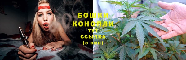 шишки Ельня